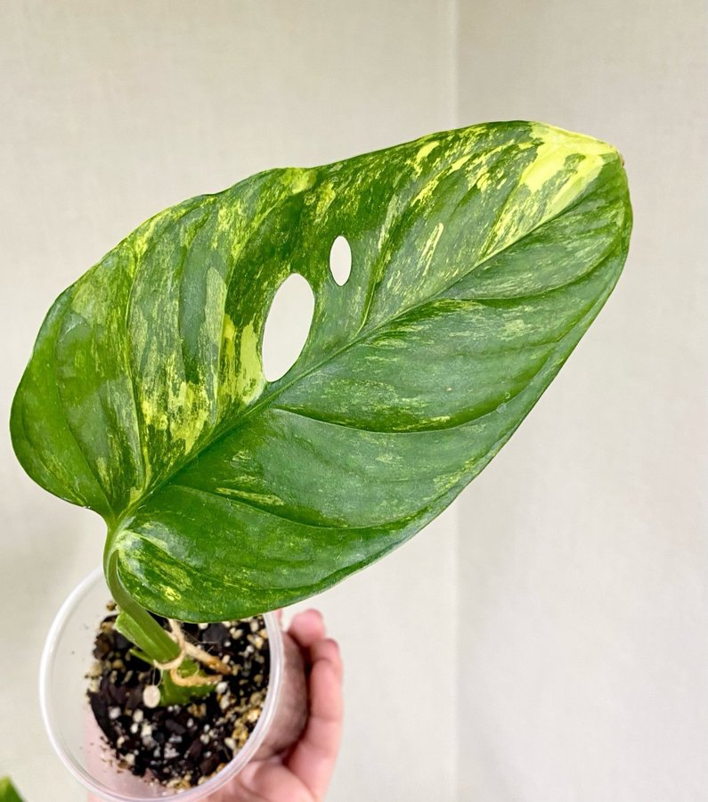 Raritet, Monstera Obliqua Muyuna Variegata