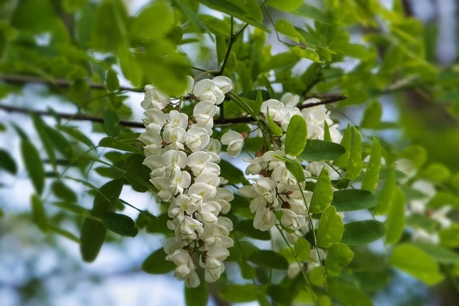 Robinia pseudoacacia Viva robinia fröer