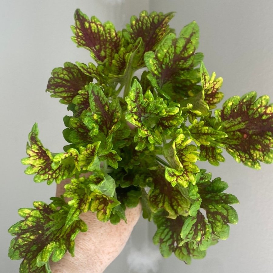 ELISAS F3 x 3 *palettblad*coleus*