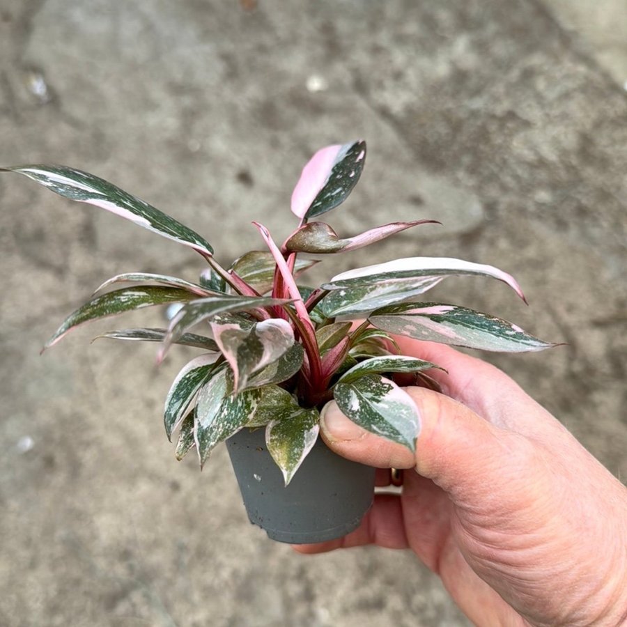 Philodendron pink princess Galaxy