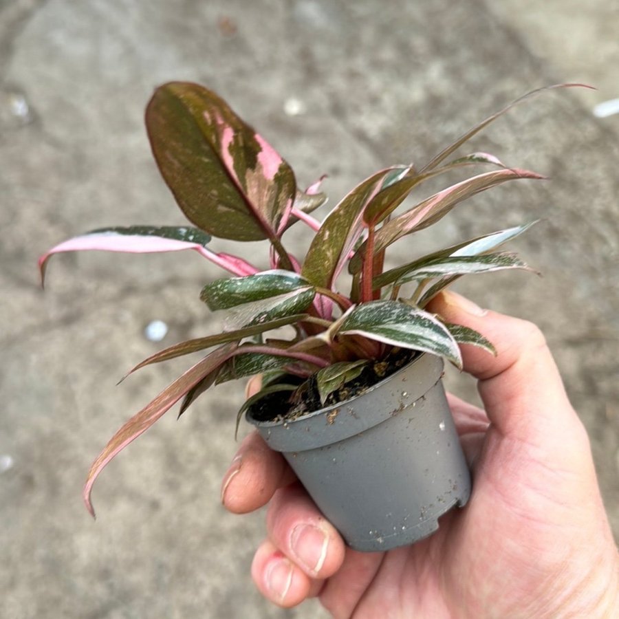 Philodendron pink princess Galaxy