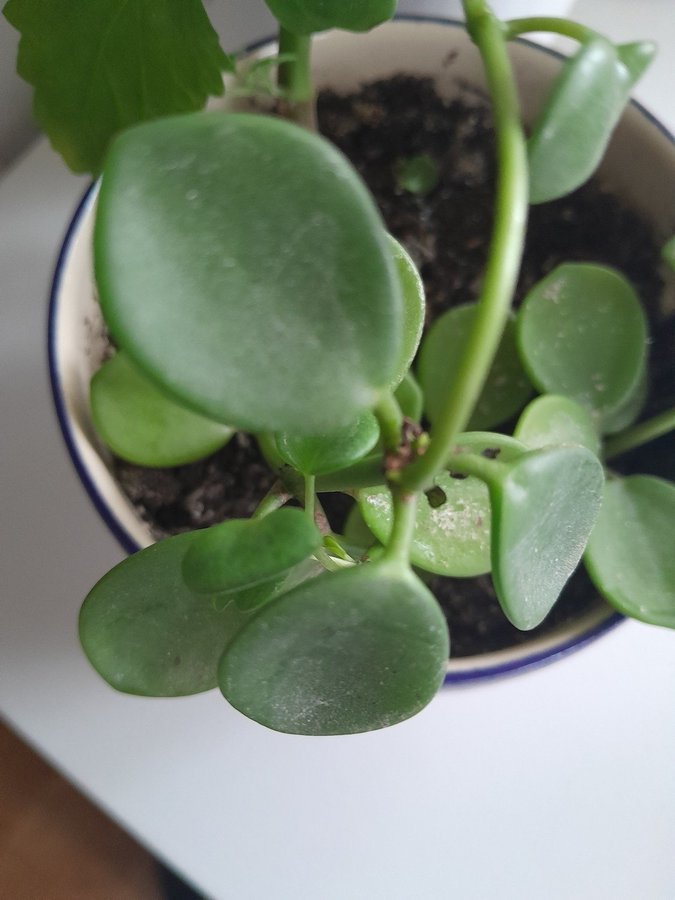 Superfin och rotad Peperomia Rotundifolia