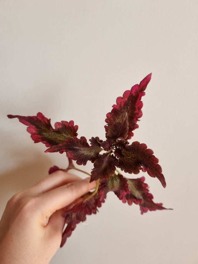 Palettblad Tabasco Coleus Stickling