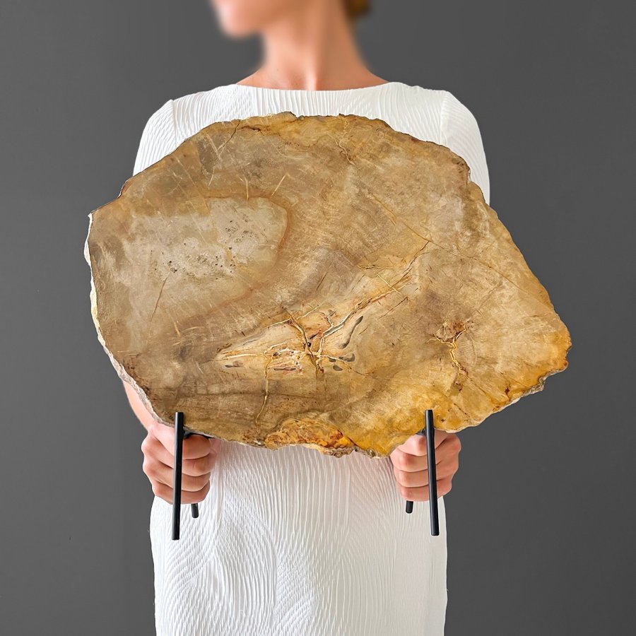 Förstenat fossilt trä 40 cm x 46 cm inklusive stativ av metall 20-23 miljoner år