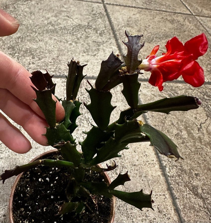 Schlumbergera Thor Wild Cactus Red,orotad stickling.Ovanlig sort!