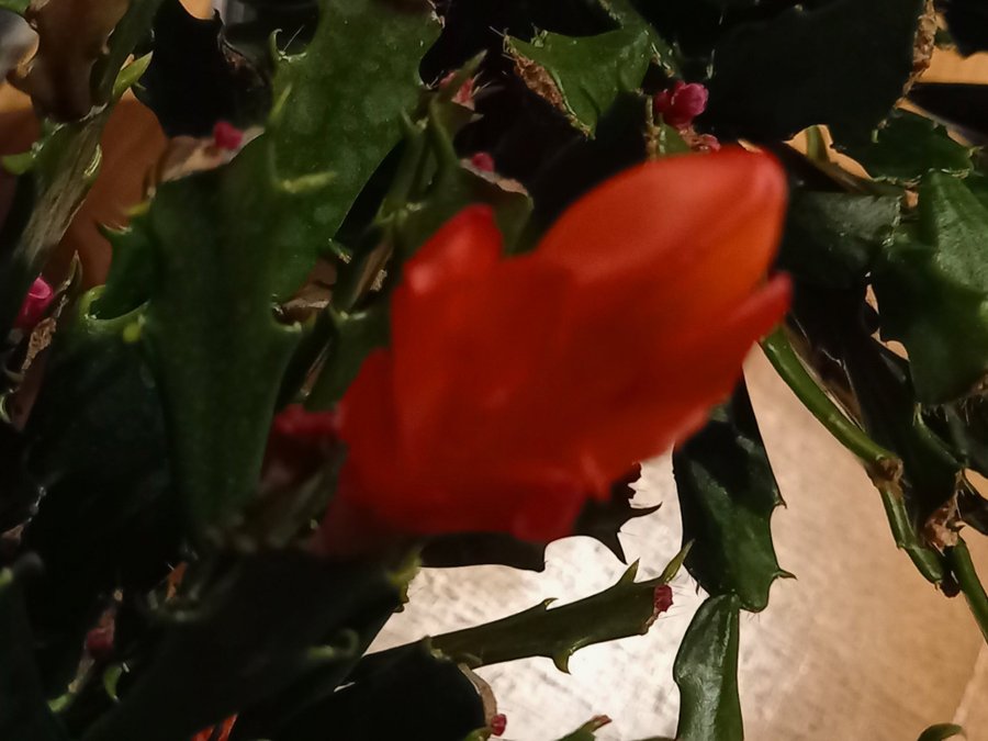 Schlumbergera Thor Wild Cactus Red,orotad stickling.Ovanlig sort!