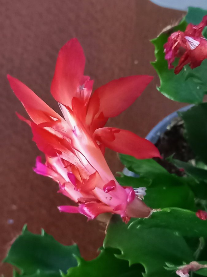 Schlumbergera Thor Wild Cactus Red,orotad stickling.Ovanlig sort!