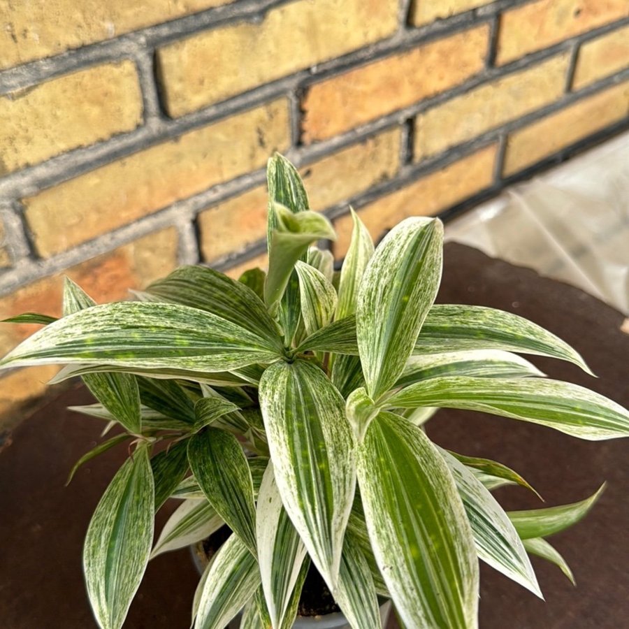 Dracena ‘Mike White'