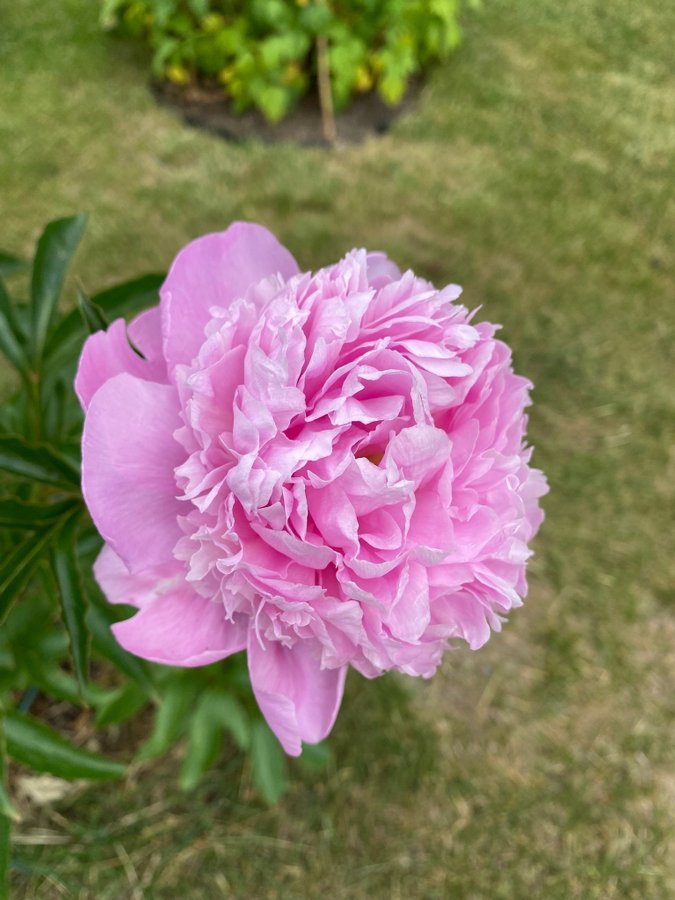 Pion Paeonia Monsieur Jules Elie vackra blommor som en bakelse