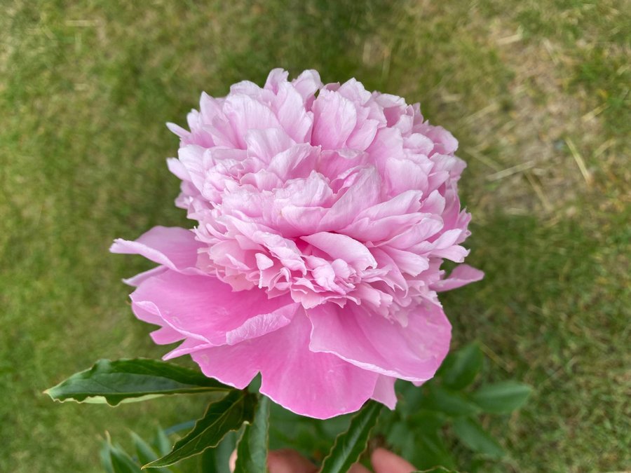 Pion Paeonia Monsieur Jules Elie vackra blommor som en bakelse