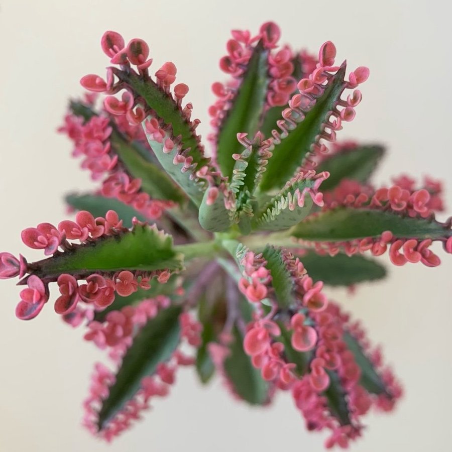 7 bäbisar av Pink Butterflies bäbisar/ Kalanchoe