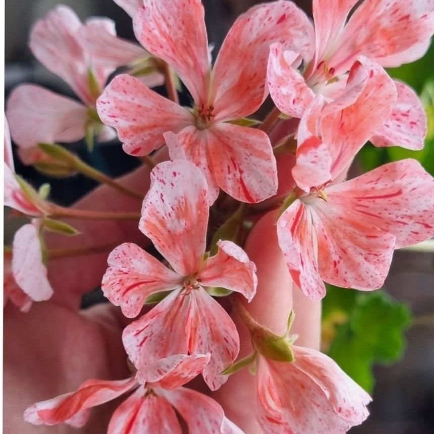 Zonartic Pelargongaragets Karin