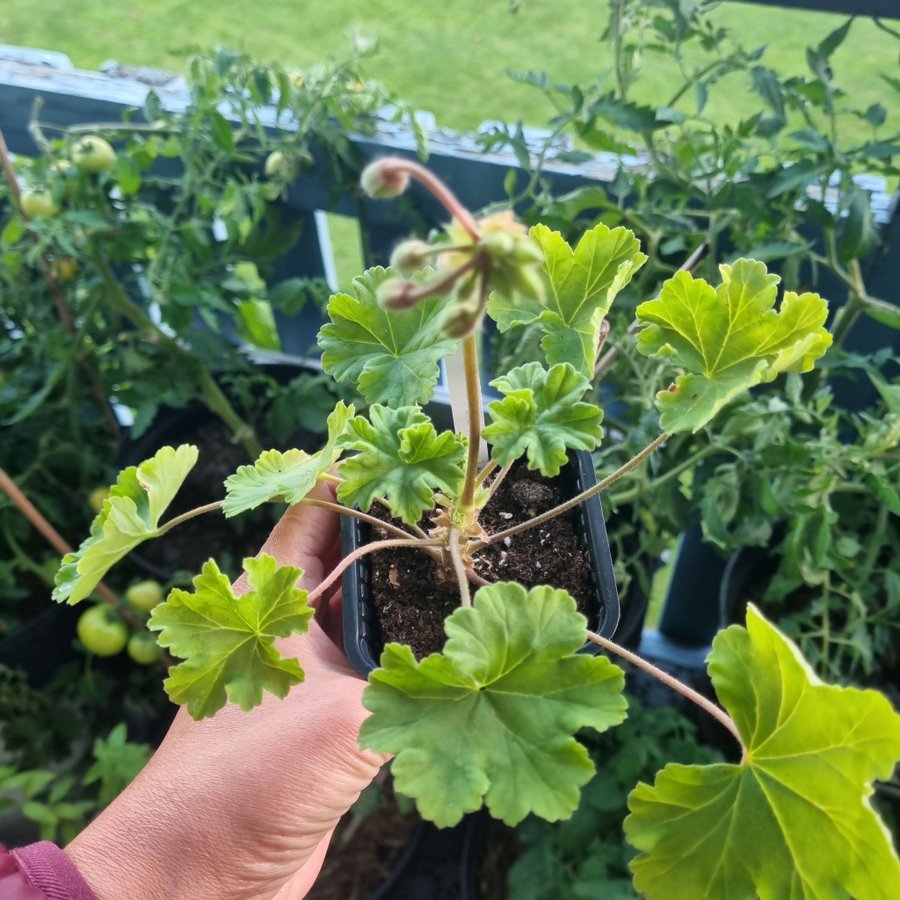 Zonartic Pelargongaragets Karin