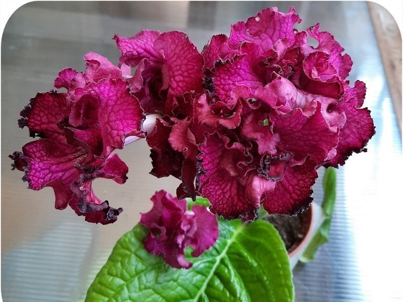 Streptocarpus DS-Eternity en ung planta med knoppen bild 2