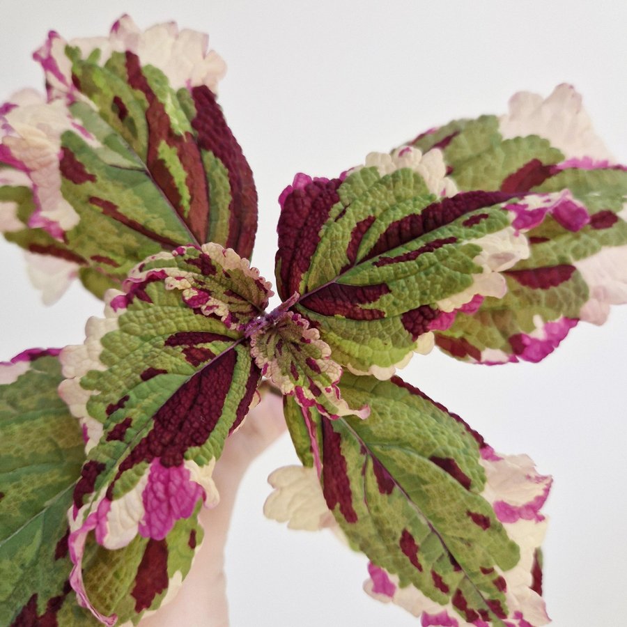 Palettblad/coleus • ANNA • stickling