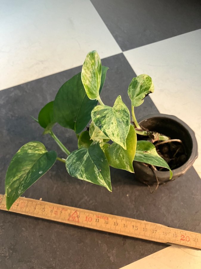 Epipremnum aureum ’Marble Queen’ sista för i år!