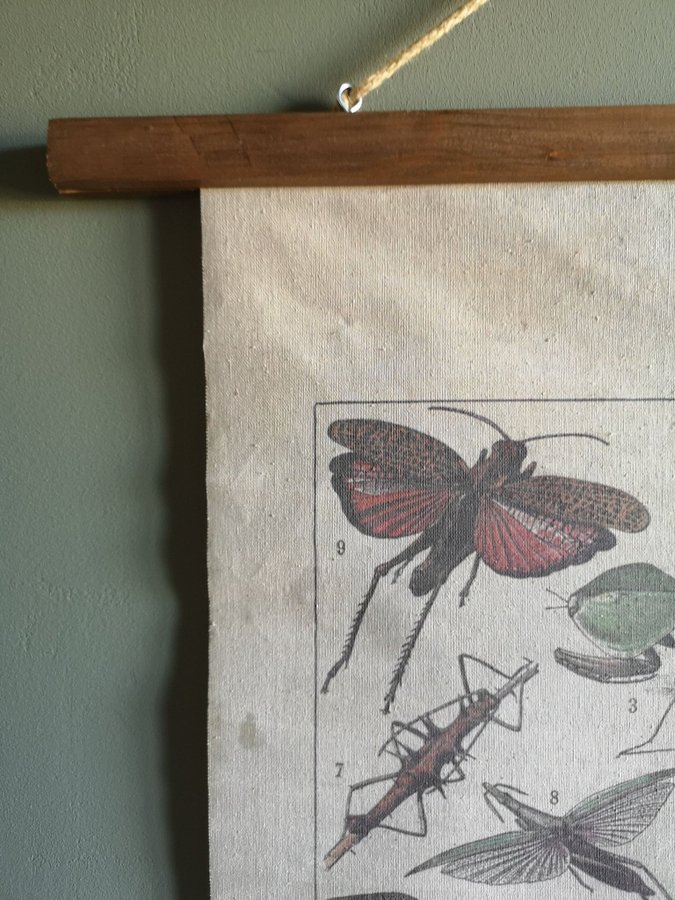 Skolplansch i tyg/canvas med Insekts motiv