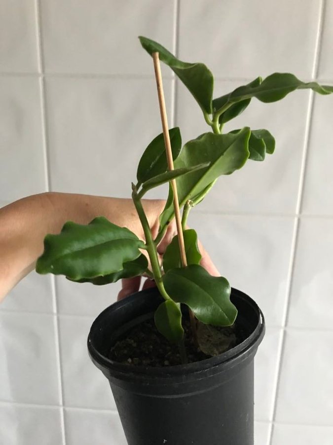 Hoya Imperialis, välrotad planta