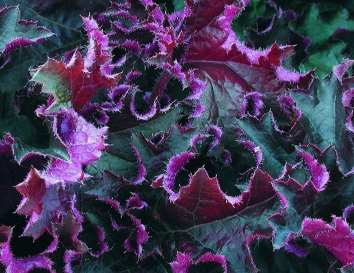 Alunrot 'Purple Petticoats' Heuchera 10 fröer