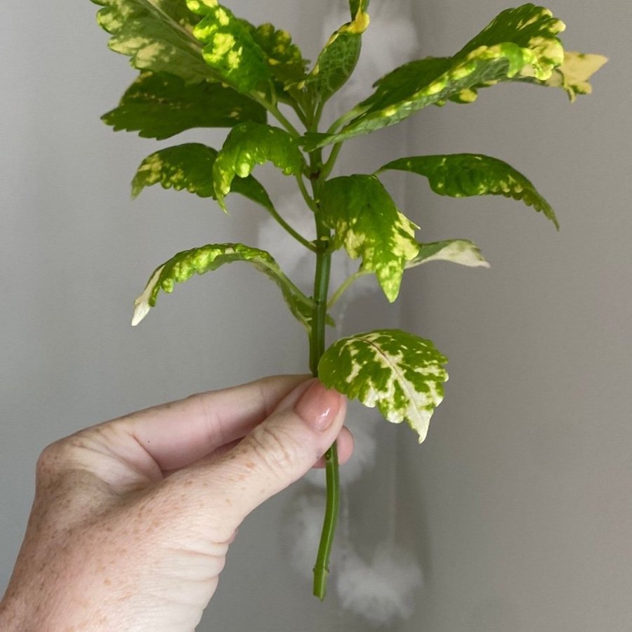 YELLOW KAKARIKI *palettblad*coleus*