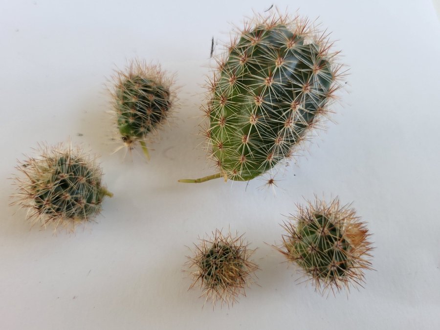 Kaktus Echinocereus sticklingar