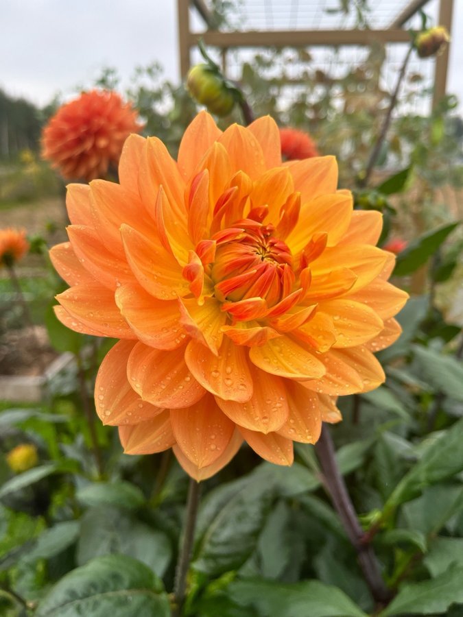 Dahlia 'Rancho' - chicken leg