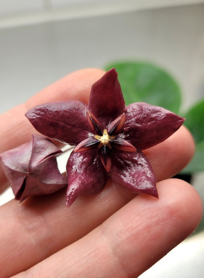 Hoya MEGALASTER - rotad planta