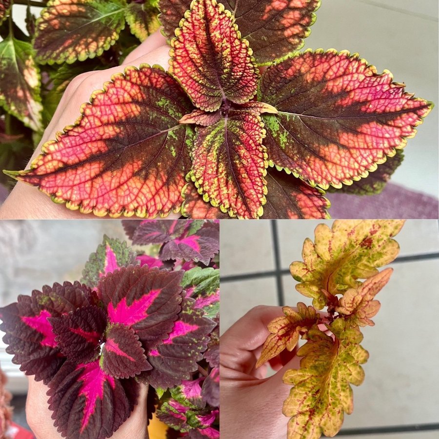 Rotade Sticklingar 3st Palettblad Coleus China Rose Käftsmäll Havanna