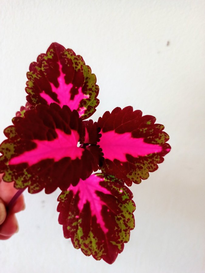 PALETTBLAD - coleus China arose - stickling