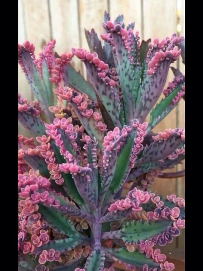 Kalanchoe Pink Butterflyies , en liten plantan.