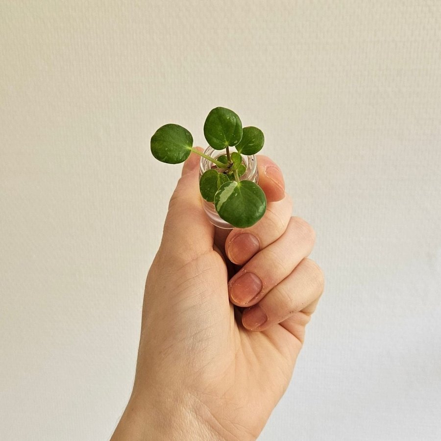 Elefantöra Pilea Peperomioides White Splash Stickling