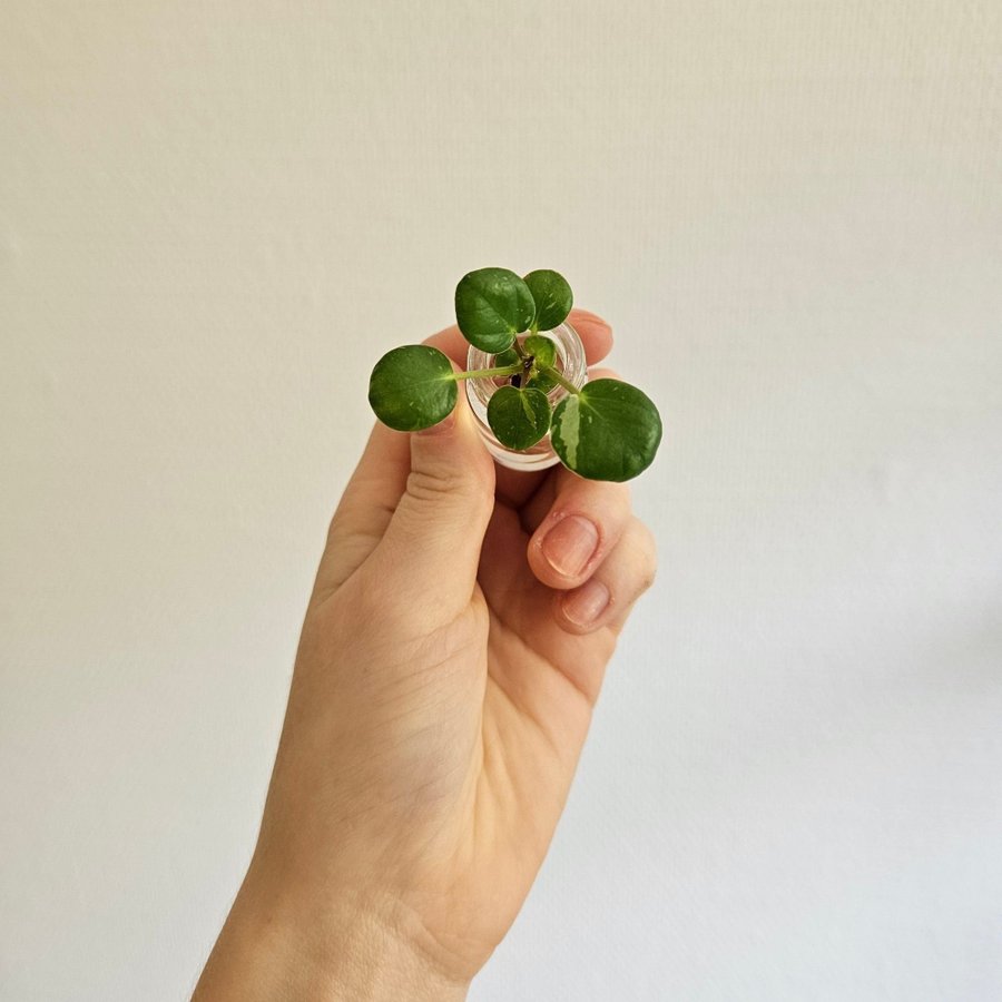 Elefantöra Pilea Peperomioides White Splash Stickling