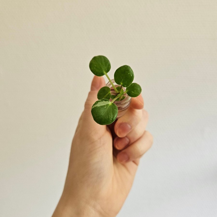 Elefantöra Pilea Peperomioides White Splash Stickling