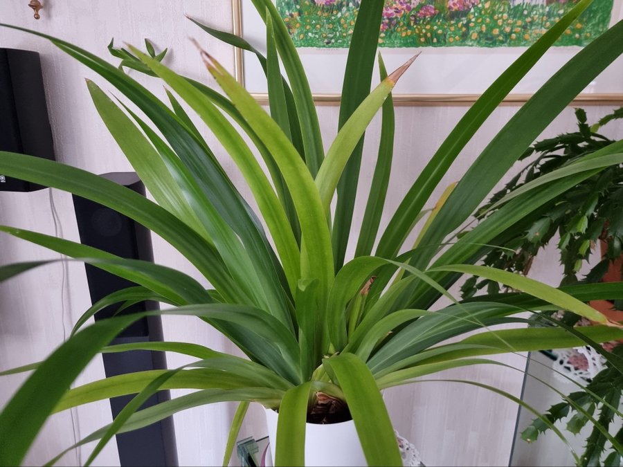 STOR planta Apostlalijan/Tolvapostlar H: ca 70 cm!