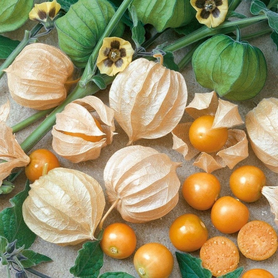 En Physalis