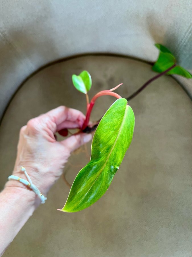 Philodendron Painted Lady