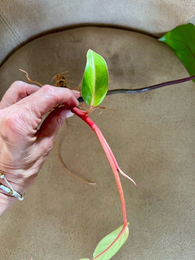 Philodendron Painted Lady