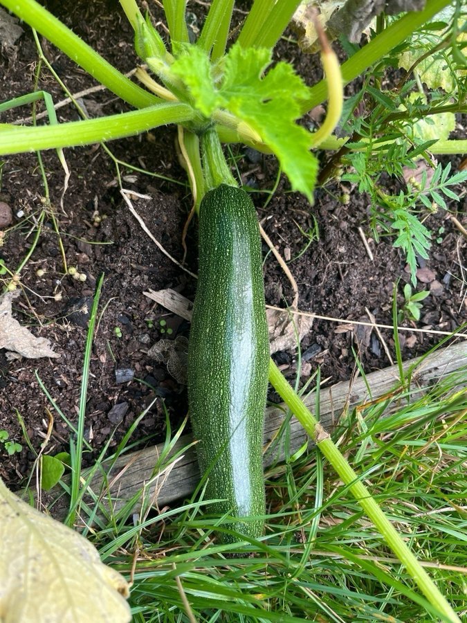 Paketpris, 4 olika sorters zucchini/squash mix av färger