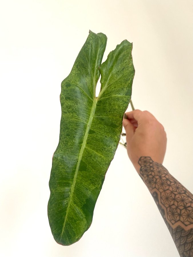 Philodendron ’Paraiso Verde’