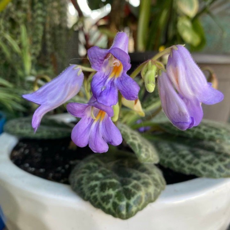 ”PRETTY TURTLE” - Streptocarpus - Primulina - Kornettblomma