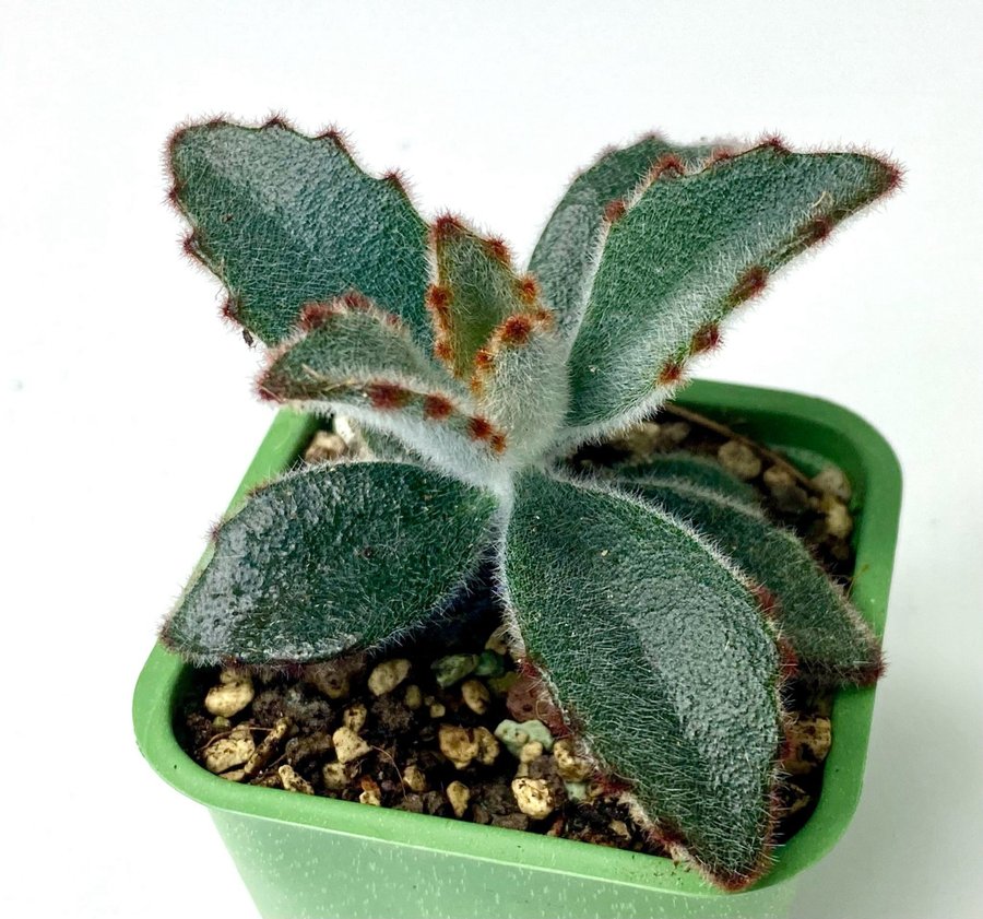 Kalanchoe tomentosa