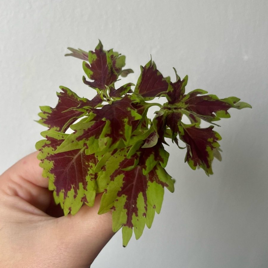 Coleus NN | palettblad nr2