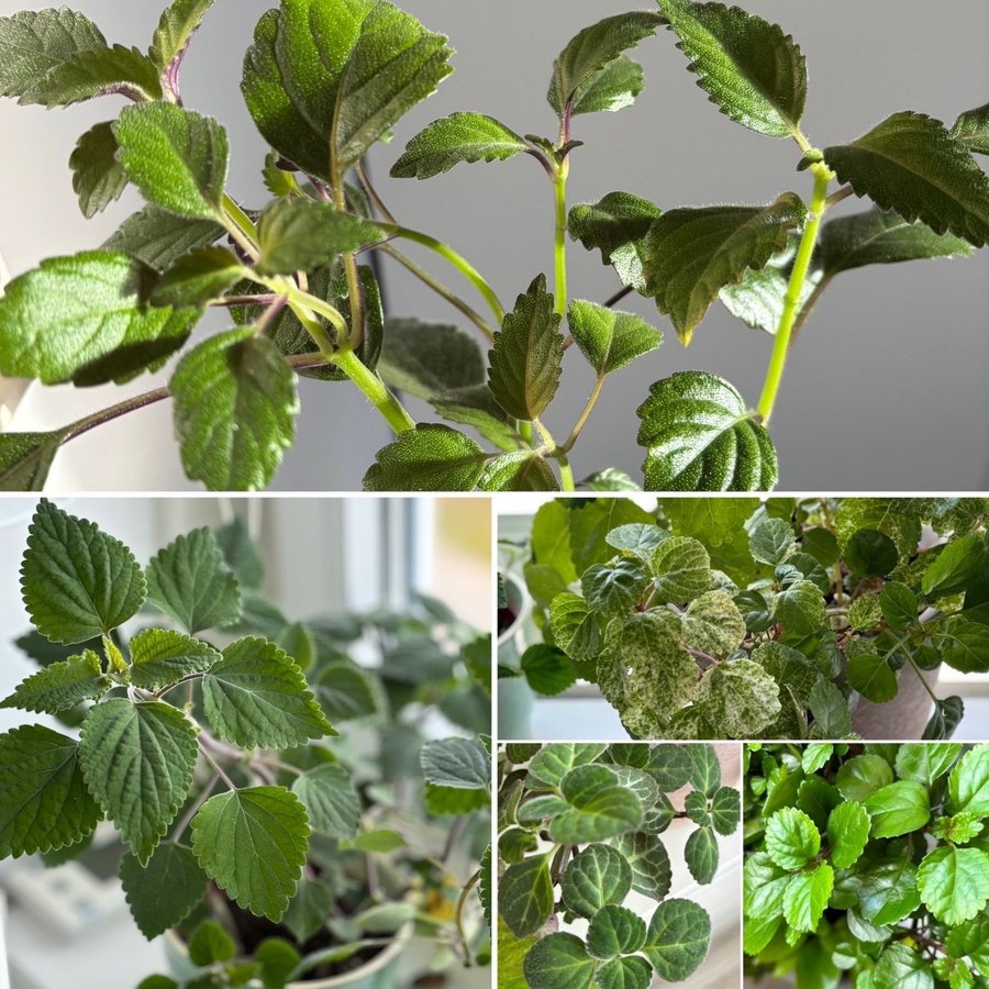 Plectranthus/Karlbergare Paket med 5 olika sorter