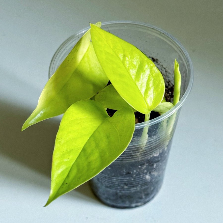 Epipremnum Aureum " NEON " Liten planta (Gullranka Pothos)