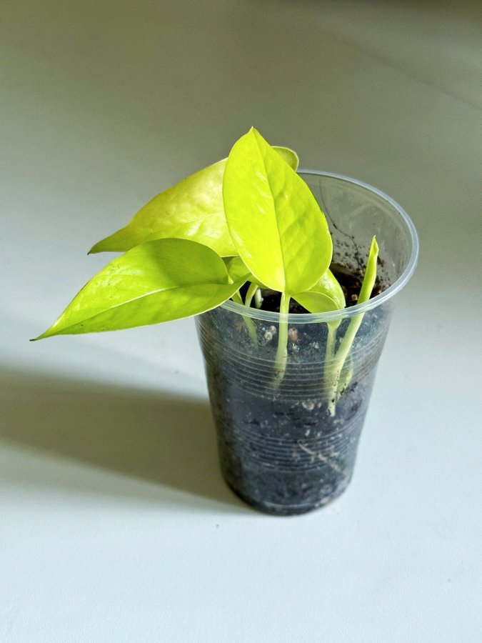 Epipremnum Aureum " NEON " Liten planta (Gullranka Pothos)