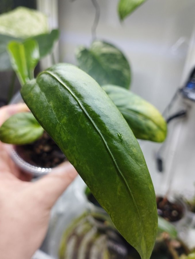 Anthurium Vittarifolium variegata