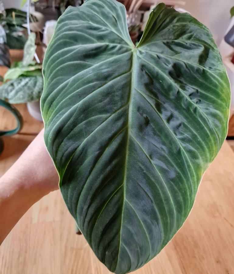 Philodendron splendid, rotad med tillväxtpunkt #4