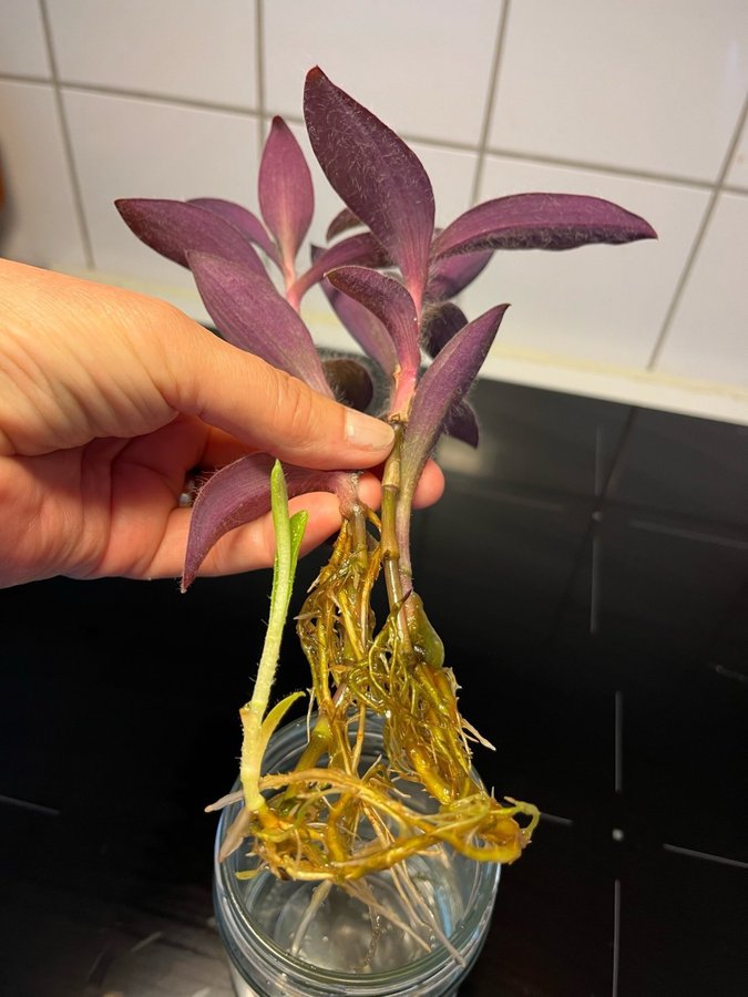 Tradescantia Purpurblad stickling rotad