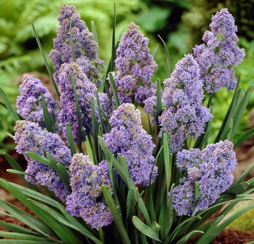 Muscari 'Fantasy Creation' ,4 lökar.