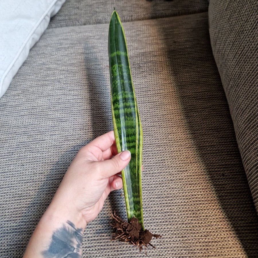 Svärmorstunga sansevieria trifasciata